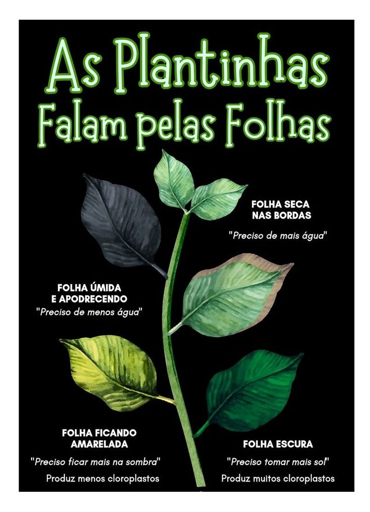 Dicas Práticas para Manutenção das Flores
